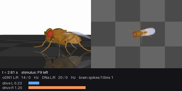 I Ran a Fruit Fly's Entire Brain on My DGX Spark, Then Gave It a Body