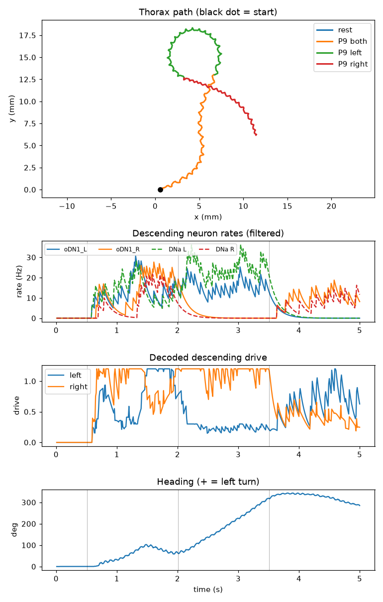 Thorax path, descending-neuron rates, drive and heading over the five-second run